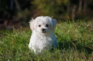 cutest dog breeds