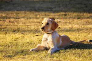 first time dog owner breeds