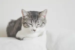 best pets for apartments