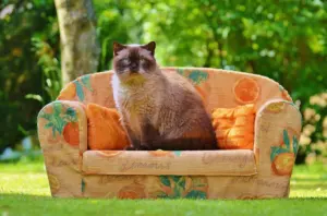 hypoallergenic cat breeds
