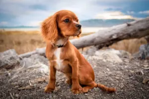 20 30 lb dog breeds