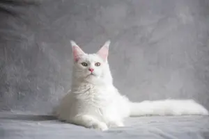 big cat pet breeds