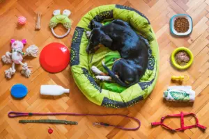 first time dog owner checklist