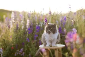 how to groom a persian cat