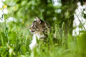 types of cat breeds
