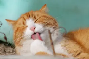 how much does it cost to groom a cat