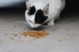 best dry cat food for indoor cats