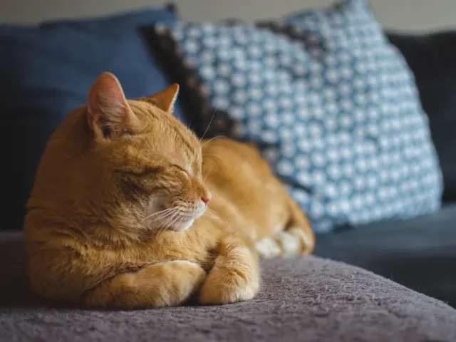 The Ultimate Indoor Cat Tree House: Cozy, Safe, And Space‑Smart Designs For 2026
