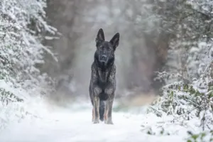 protective dog breeds