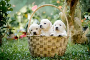 family kid friendly best dog breeds