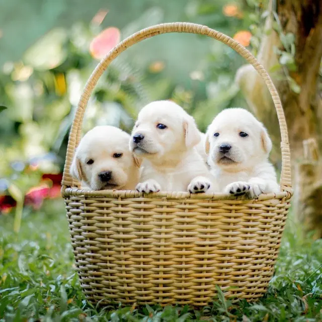 The Best Family-Friendly Dog Breeds in 2026: Kid-Safe Picks and How To Choose