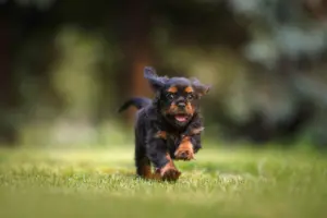 how to trim black dog nails
