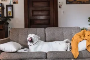 pet proof furniture