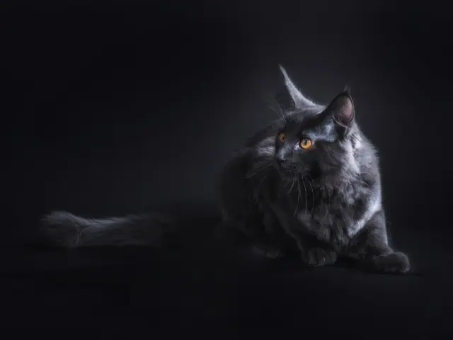 The Most Striking Long-Haired Black Cat Breeds: 2026 Guide To Choosing And Caring For Them