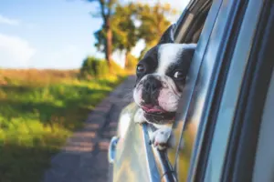 dog friendly vacations
