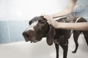 how often to bathe a dog