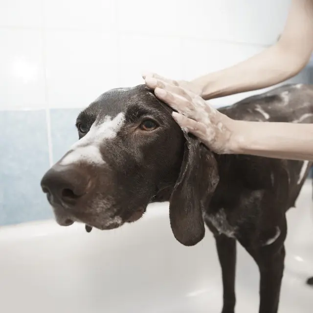 How Often Should You Bathe Your Dog? A Practical Guide To Timing, Tips, And Health (2026)