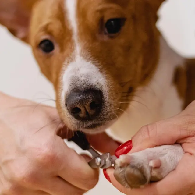 How To Trim Dog Nails Safely: A Step‑By‑Step Guide For Calm, Confident Grooming (2026)