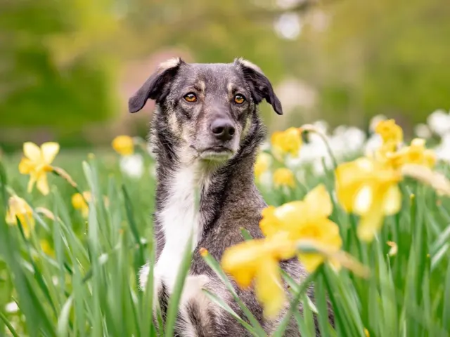 Dog Care and Training Basics