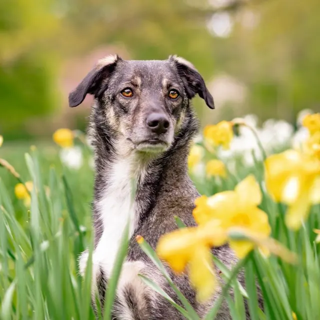 Dog Care and Training Basics