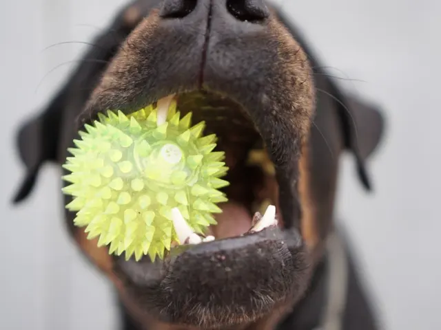 Tough Love: The Best Dog Chew Toys for Aggressive Chewers in 2026 (Safe, Durable, Vet-Approved)