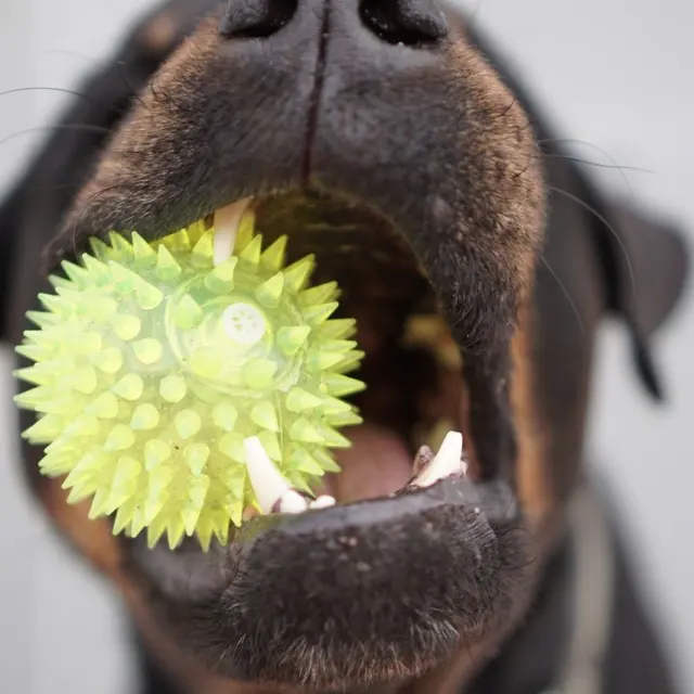 Tough Love: The Best Dog Chew Toys for Aggressive Chewers in 2026 (Safe, Durable, Vet-Approved)