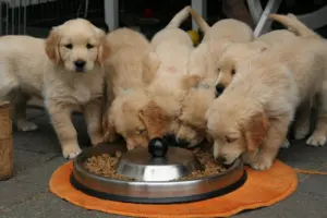 how much to feed a puppy