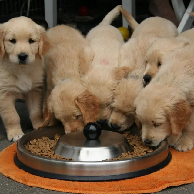 How Much To Feed a Puppy: The Practical Guide to Portions, Schedules, and Growth (2026)