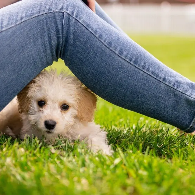 Potty Training Puppy Tips: A Simple 7-Step Plan To Success In 2026
