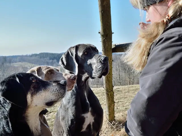 Giant Companions: The 12 Largest Dog Breeds You Need To Know In 2026