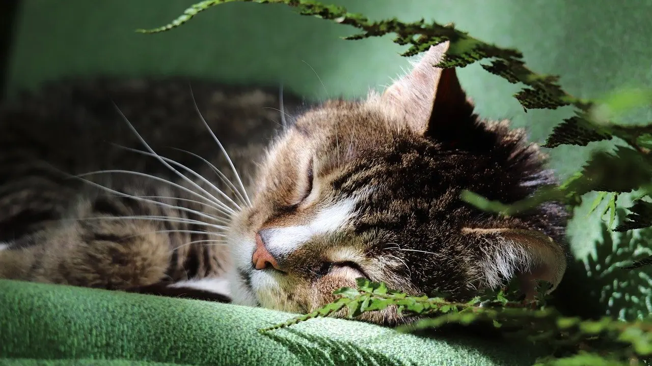 how to care for a cat