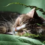 Cat Care and Behavior Basics