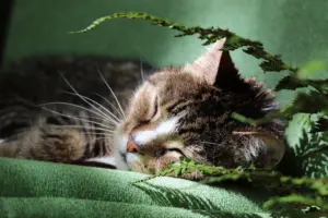 how to care for a cat