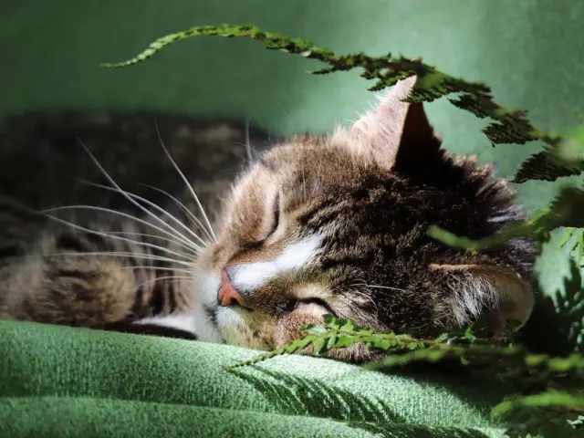 Cat Care and Behavior Basics